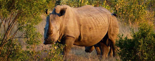 GOLDEN SUDAFRICA