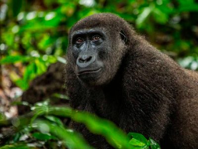 Congo