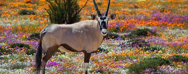 DAL NAMAQUALAND A MADIKWE