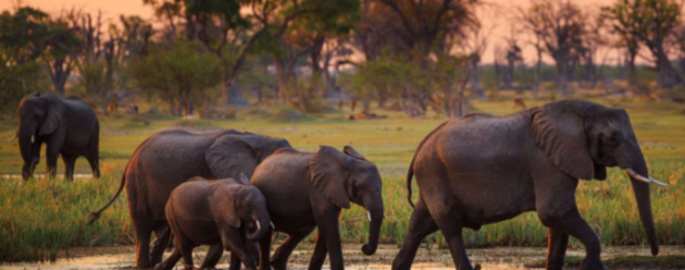 BOTSWANA WONDERS