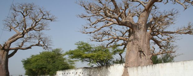 LA VIA DEI BAOBAB