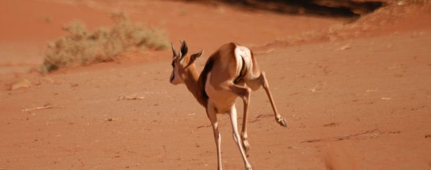 NAMIBIA SELF DRIVE