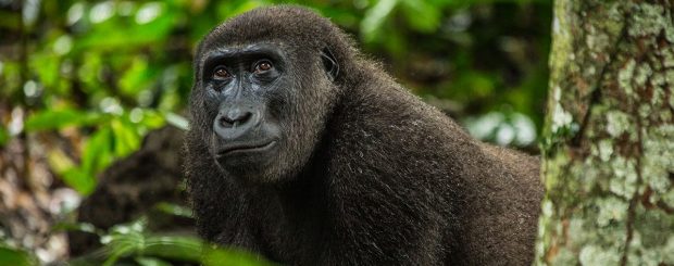Nel Bacino Del Congo